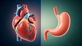 Chest Pain: Gas vs. Heart Attack - Decoding the Difference for Peace of Mind