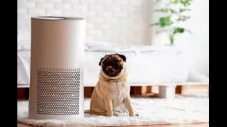 How Air Pollution Is Affecting Pets And What Pet Parents Can Do