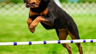 Jaipur's Mega Pet Carnival: Registration and Vaccination Support Matter More than Entertainment Alone