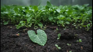 Bengaluru's Rain-Fed Planting Window: Risks, Benefits and Practical Next Steps