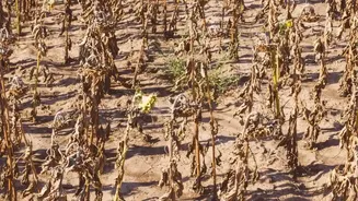 The Design Lesson From The Low-Water Gardening Shift: Plant Choice By Long-Term Water Needs