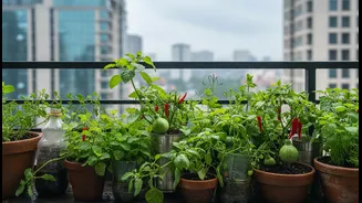 Monsoon Balcony Micro-Gardens Connects Greens, Gourds, Chillies and Herbs with Real Decisions for Urban Renters and Home Gardeners