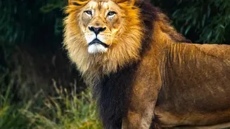 Why Researchers Believe Barda Can Sustain Asiatic Lions For Years To Come