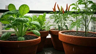 Small Pots, Big Harvests This Rainy Season