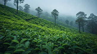 Watch Misty Rain Roll Over Munnar Sprawling Tea Gardens