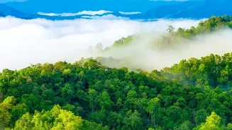 Morning Sunlight Secret: 10 Minutes Of Natural Light Eliminates Daytime Brain Fog