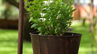 A Self-Watering Planter Can Still Dry Out if the Wick Fails