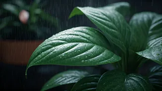 Rain-Proof Plants Are Internet Favourites