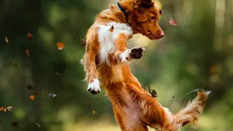 Why Structured Group Play Prevents Behavioral Burnout In Apartment Dogs