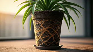 Root Rot Can Kill Pretty Balcony Corners