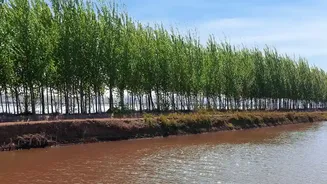 Coastal Afforestation Projects Plant Mangrove Bio-Shields To Restore Eastern Coast Environmental Safety Today