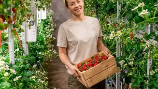 Vertical Towers Could Fit Five Times More Strawberry Plants Per Acre