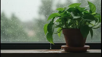 Monsoon Plant Care Starts With Emptying Saucers After Every Heavy Shower