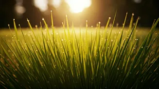 Try Barefoot Grass Walks During Morning Intervals For Mindfulness