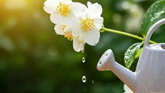 Unlock Fragrant Jasmine Blooms Delivering Diluted Household Fruit Waters