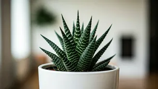 Unveiling Snake Plant Wonders: Benefits & Beyond