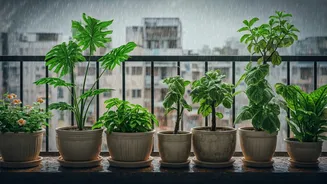 Small Balcony? These Monsoon Plants Make A Big Difference