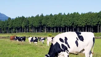 What Climate Change Could Mean For India’s Dairy Farms