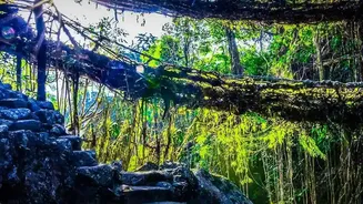 Explore Beautiful Sohra Waterfalls And Living Root Bridges In Meghalaya Today