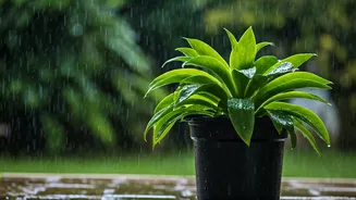 Simple Monsoon Fixes That Keep Plants Flourishing