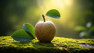 How 1 Daily Wood Apple Elixir Can Beat Summer Heat