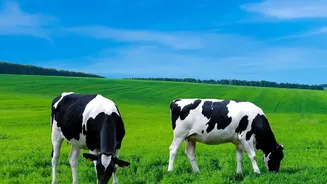 Rising Temperatures Put India’s Dairy Productivity Under The Spotlight