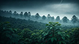 Coorg Is India's Coffee-Scented Rain Escape
