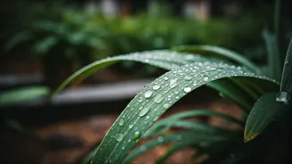 Pre-Monsoon Plant Care Means No Stagnant Water