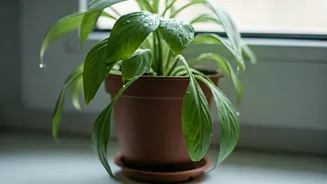 Plant Parents Should Not Wait For Rain Damage