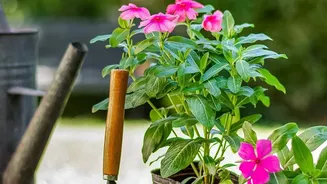 The August Pruning Window Brings Plant Type and Current Growth Together in One Story