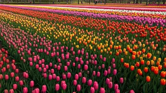Kashmir's Tulip Garden Shatters Records: 1.4 Lakh Visitors in Two Weeks!