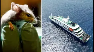 Cruise Vacation Nightmare? What the Hantavirus Outbreak Teaches About Hidden Health Risks