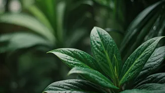 Plant Parents Need A Monsoon Watering Reset