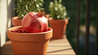 Pomegranate In Pots Sounds Like Urban Garden Goals
