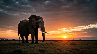 Tamil Nadu's Silent Crisis: Unpacking Human-Wildlife Conflict Amidst Elections