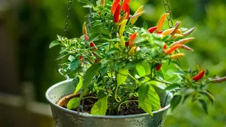 September Offers a Fresh Start for Small-Space Gardeners