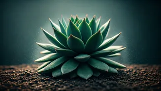 High Humidity Alert Stop Watering Indoor Succulents Right Now Please