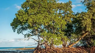 Sundarbans Mangrove Study: Real-Time Telemetry Tracks Rapid Tidal Flooding And Shore Line Shifts