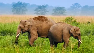 Nature Tourism In Assam Is Flourishing During The Monsoon