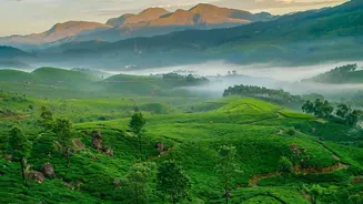 Munnar or Ooty? A November Travel Guide to Tea Gardens and Mountain Escapes