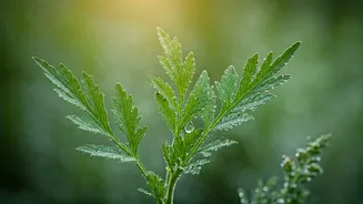 The Next-Gen K-Beauty List: Botanical Actives For Humid Climates