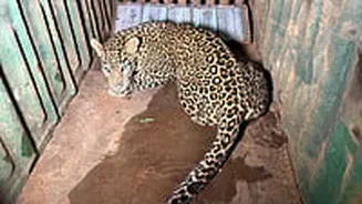 Forest Department Captures Leopard That Attacked Youth In Nashik