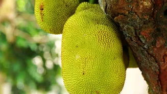 How to use jackfruit in everyday cooking