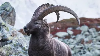 India's First Alpine Wildlife Safari Moves Ahead After Ladakh Approval