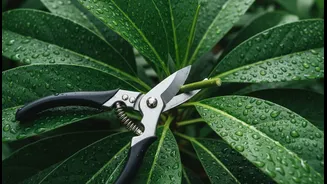 Pruning Can Prevent Monsoon Fungal Trouble