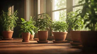 8 Natural Plant Powerhouses to Bid Lizards Adieu from Your Home!