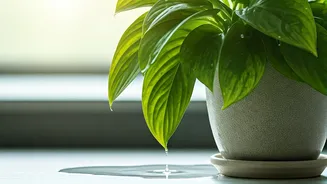 Overwatering Has Entered The Plant-Parent Chat