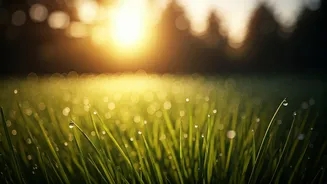 Barefoot Morning Walks On Public Lawns Heal Eye Strain
