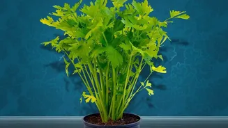 Monsoon Is A Great Time To Start A Shade-Friendly Herb Garden At Home
