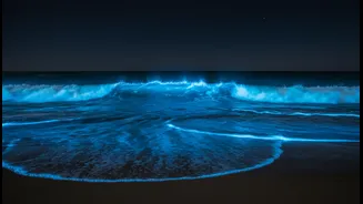 Why off-season bioluminescent plankton waves indicate changing Mumbai marine ecosystems